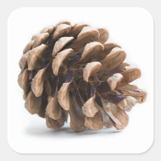 ピネ独身のコン スクエアシール (正面)