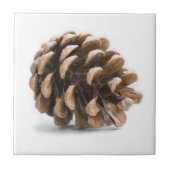 ピネ独身のコン タイル (正面)