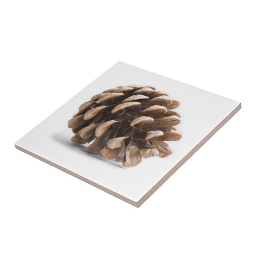 ピネ独身のコン タイル (側面)