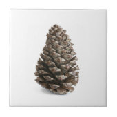 ピネ独身のコン タイル (正面)