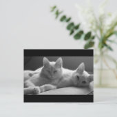 ピフとパフ ポストカード (スタンド正面)