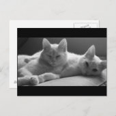 ピフとパフ ポストカード (正面/裏面)