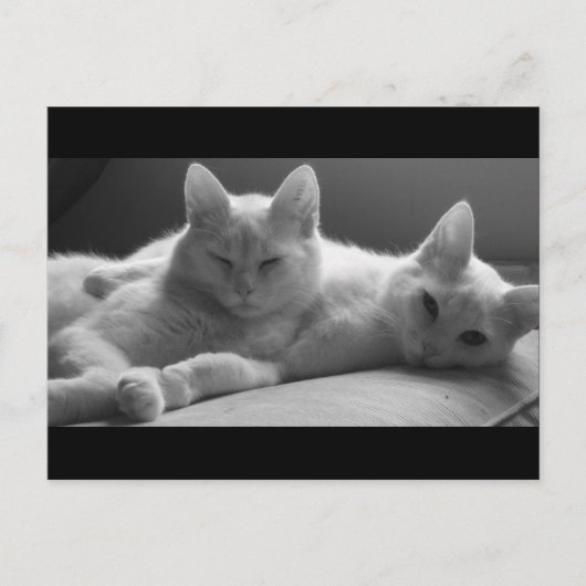 ピフとパフ ポストカード (正面)