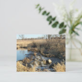 ピペストン、MNポストカード ポストカード (スタンド正面)