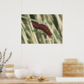 ピペバインアゲハチョウバタフライキャタピラ ポスター (キッチン)