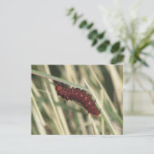 ピペバインアゲハチョウバタフライキャタピラ ポストカード (スタンド正面)