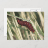 ピペバインアゲハチョウバタフライキャタピラ ポストカード (正面/裏面)