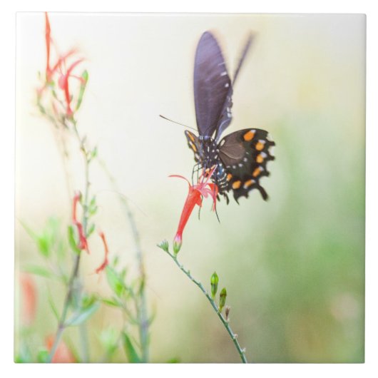 ピペバインアゲハチョウ蝶の午後の光 タイル (正面)