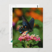 ピペバインアゲハチョウ蝶 ポストカード (正面/裏面)