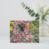 ピペバインアゲハチョウ蝶 ポストカード (スタンド正面)