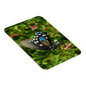 ピペバインアゲハチョウ蝶 マグネット (右側)