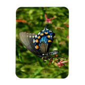 ピペバインアゲハチョウ蝶 マグネット (縦)