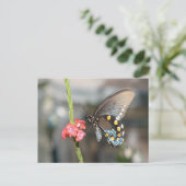 ピペバイン葉書 ポストカード (スタンド正面)