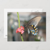 ピペバイン葉書 ポストカード (正面/裏面)