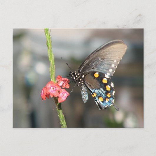 ピペバイン葉書 ポストカード (正面)