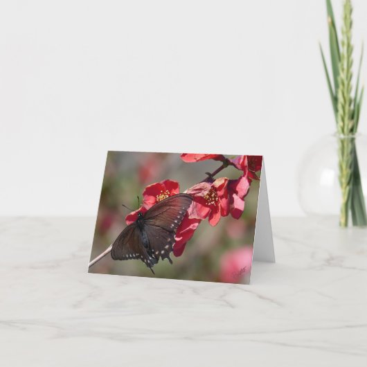 ピペビンアゲハチョウカード カード (正面)