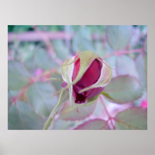 ピュアエレガンスポスター ポスター (正面)