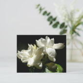 ピュアジャスミン ポストカード (スタンド正面)