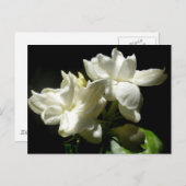 ピュアジャスミン ポストカード (正面/裏面)