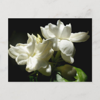 ピュアジャスミン ポストカード