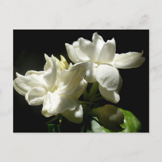 ピュアジャスミン ポストカード (正面)