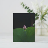 ピュア ポストカード (スタンド正面)