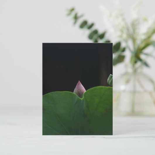 ピュア ポストカード (スタンド正面)