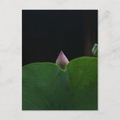 ピュア ポストカード (正面)