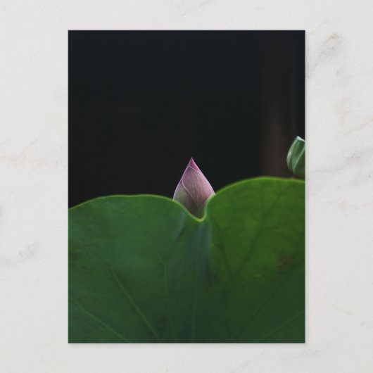 ピュア ポストカード (正面)