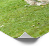 ピュレーブルシェトランドポ絵を描ニーズ ポスター (角)