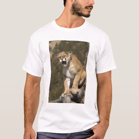 ピューマ、またはクーガー、ピューマ・コンカラー、飼育下 - Tシャツ (正面)