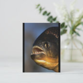 ピラニアのクローズアップ ポストカード (スタンド正面)