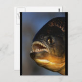 ピラニアのクローズアップ ポストカード (正面/裏面)