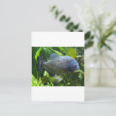 ピラニア ポストカード (スタンド正面)