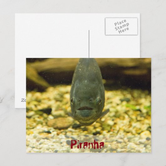ピラニア ポストカード (正面/裏面)