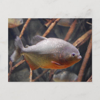 ピラニア – 純真な茶色の魚 ポストカード