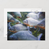 ピランハス学派(ピゴセントラス自然学派) ポストカード (正面/裏面)