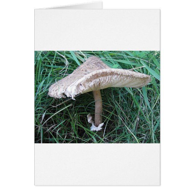 ピルツミットヒュブシェムハット (正面)