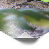 ピレテッドWoodpeckerフォトプリント フォトプリント (角)