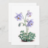 ピレネーオダマキ（植物） – アクレジアピレナカ (正面/裏面)