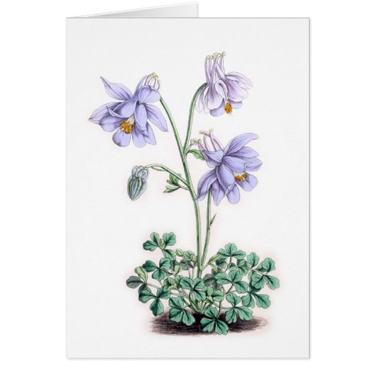 ピレネー山脈のオダマキ（植物） - Aquilegiaのpyrenaica (正面)