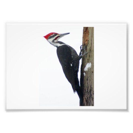 ピレ素晴らしットWoodpecker 7x5写真Pri フォトプリント (正面)