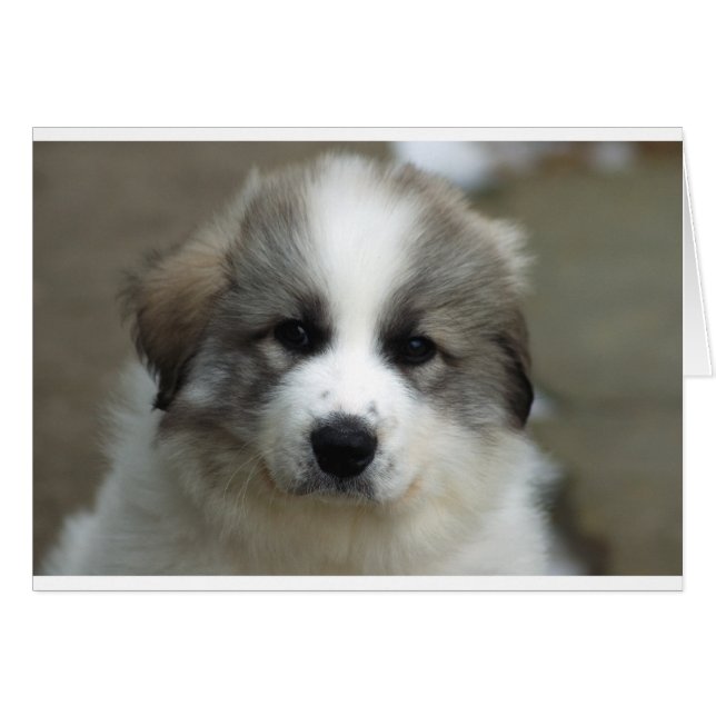 ピレ素晴らしネーズ犬 (正面横)