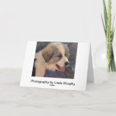 ピレ素晴らしネーズ犬 カード (裏面)