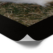 ピレ素晴らしネー種別特徴ポスター ポスター (角)