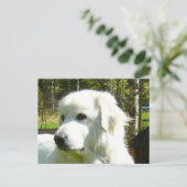 ピレ素晴らしネー ポストカード (スタンド正面)