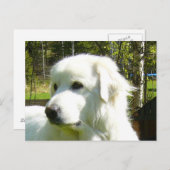 ピレ素晴らしネー ポストカード (正面/裏面)