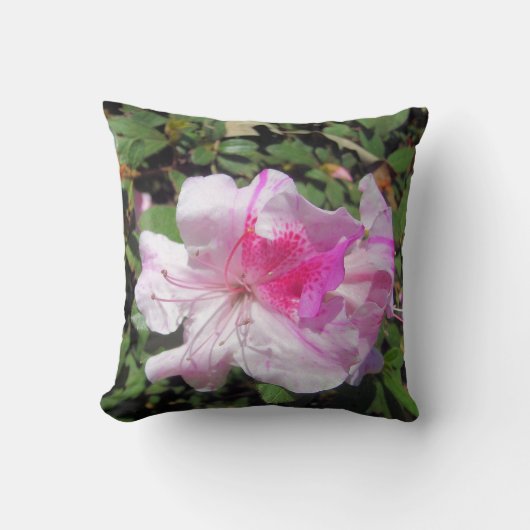 ピロー – George Taber Azalea (正面)