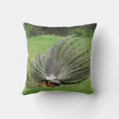 ピロー – Peacock (裏面)