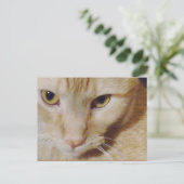 ピロ子猫 ポストカード (スタンド正面)